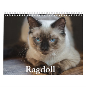 Ragdoll Cat Calendar