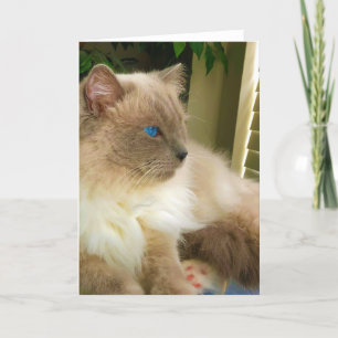 Ragdoll Cat Card