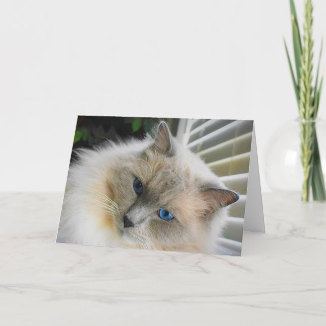 Ragdoll Cat Card (Front)