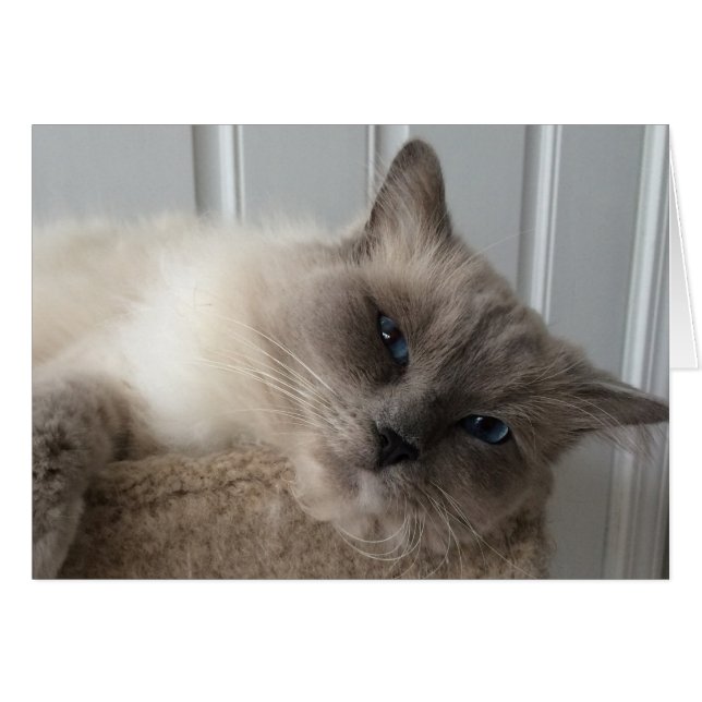 Ragdoll Cat, Card (Front Horizontal)