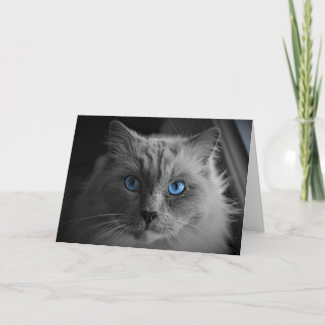 Ragdoll Cat, card (Front)