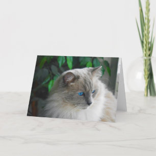 Ragdoll Cat Card