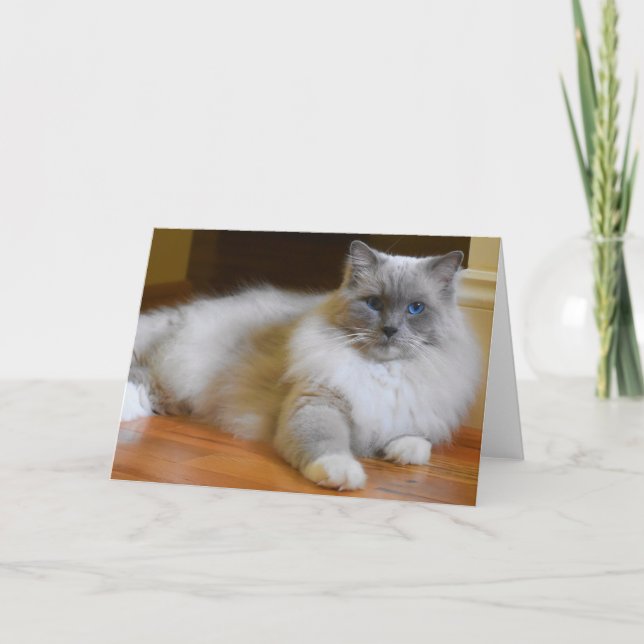Ragdoll Cat, card (Front)