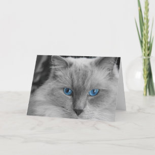 Ragdoll Cat Card