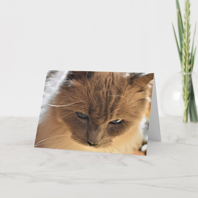 Ragdoll Cat, card (Front)