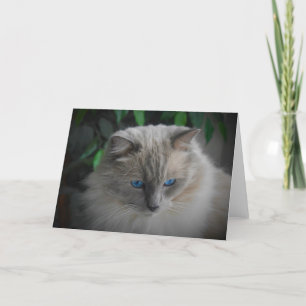 Ragdoll Cat Card
