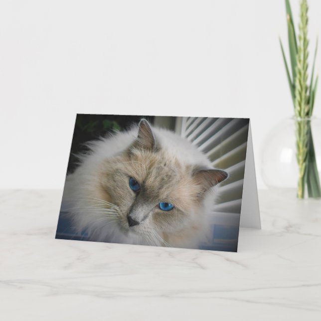 Ragdoll Cat card (Front)