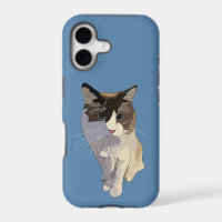 Ragdoll cat, Dusty Blue