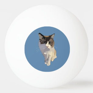 Ragdoll cat, Dusty Blue Ping Pong Ball