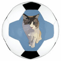 Ragdoll cat, Dusty Blue