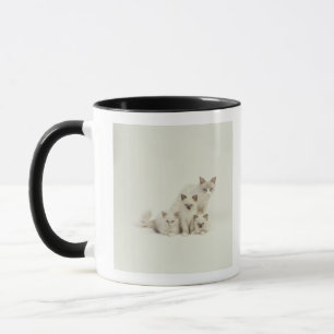 Ragdoll cat female with kittens mug