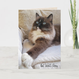 Ragdoll Cat Get Well Soon Card