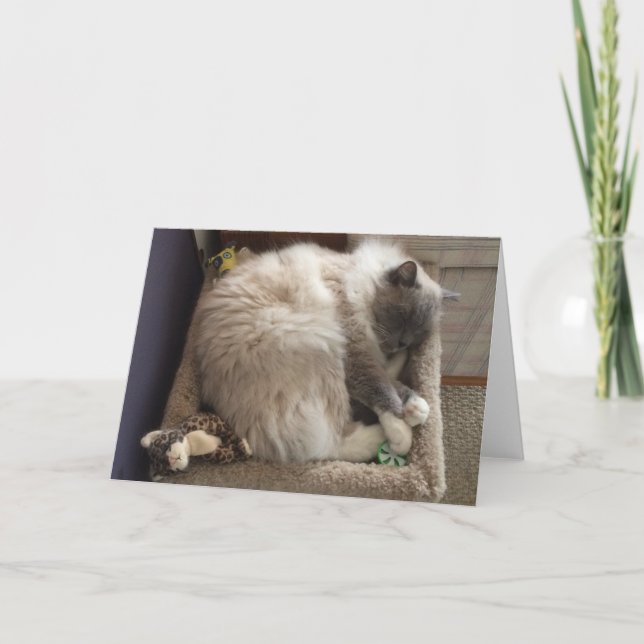 Ragdoll Cat Greeting Card (Front)