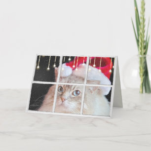 Ragdoll Cat in winter window with Christmas lights Card
