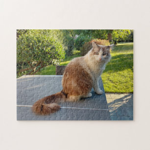 ragdoll cat jigsaw puzzle