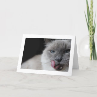 Ragdoll cat licking lips. card