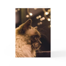 Ragdoll Cat Lights Card
