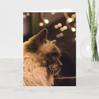 Ragdoll Cat Lights Card