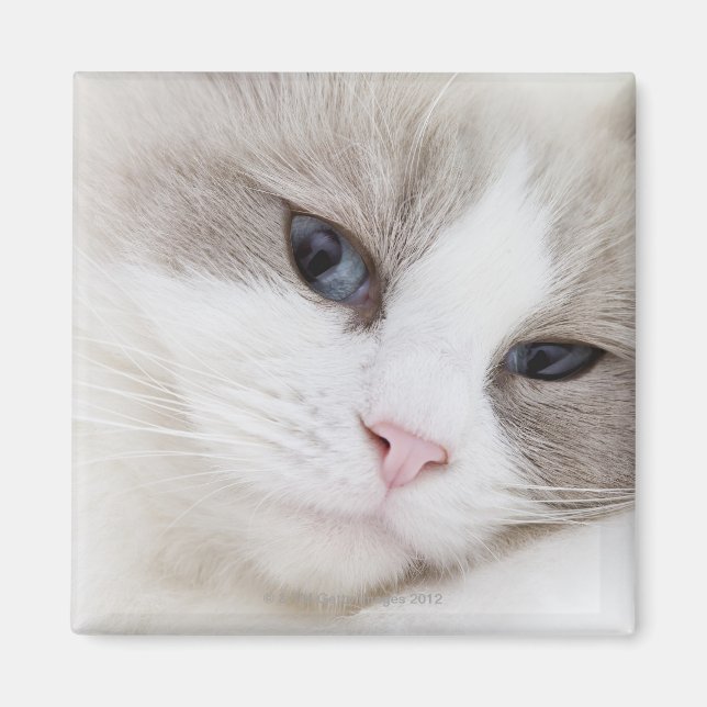 Ragdoll cat magnet (Front)