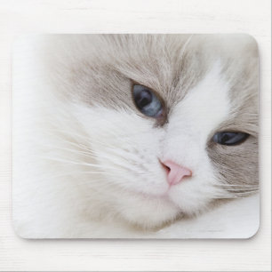 Ragdoll cat mouse pad