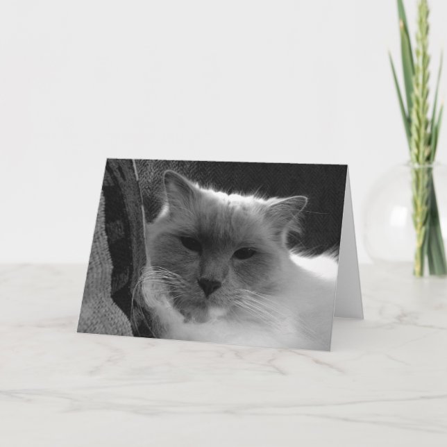 Ragdoll Cat - noir, Card (Front)