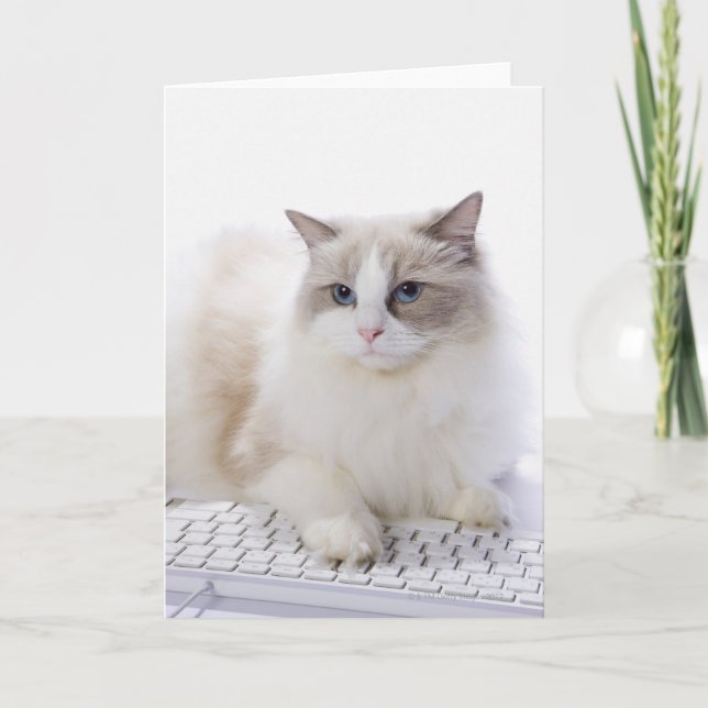 Ragdoll cat on computer keyboard card (Front)