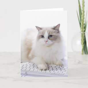 Ragdoll cat on computer keyboard card