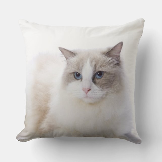 Ragdoll cat on computer keyboard cushion (Front)