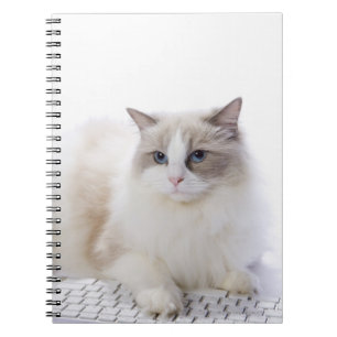 Ragdoll cat on computer keyboard notebook