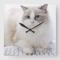 Ragdoll cat on computer keyboard
