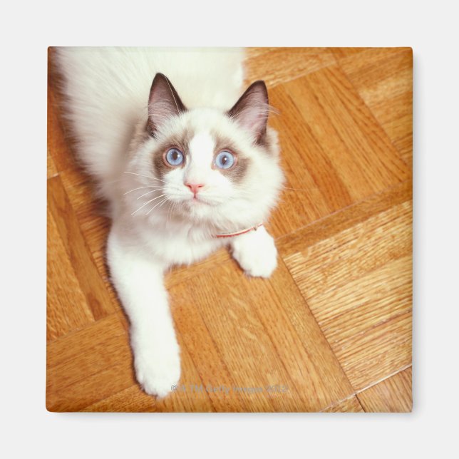 Ragdoll cat on floor, elevated view magnet (Front)