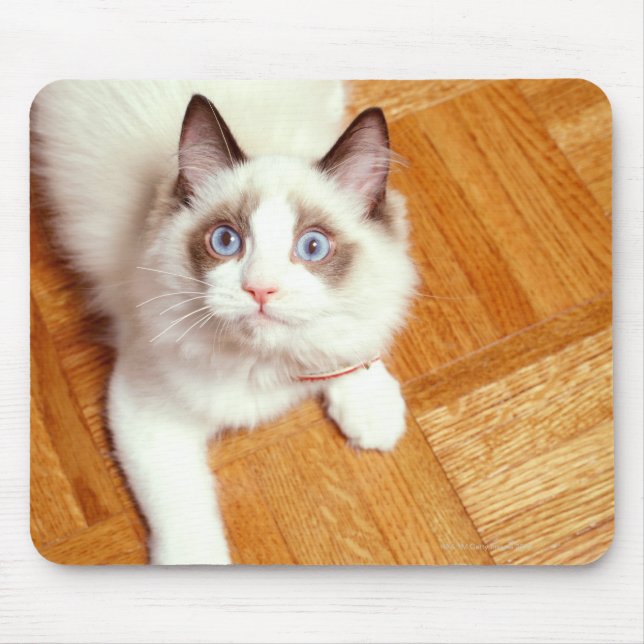 Ragdoll cat on floor, elevated view mouse pad (Front)