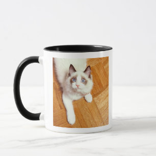 Ragdoll cat on floor, elevated view mug
