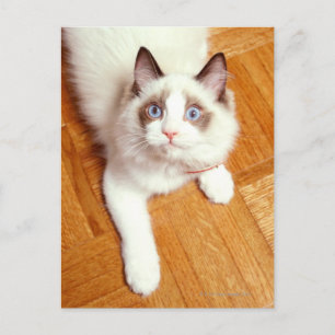Ragdoll cat on floor, elevated view postcard