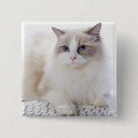 Ragdoll Cat on Keyboard