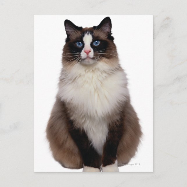 Ragdoll Cat Postcard (Front)