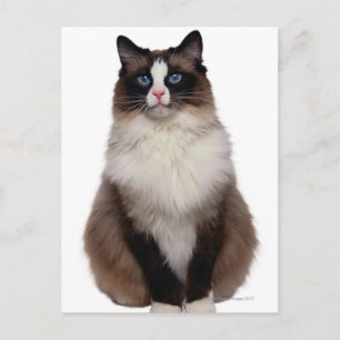 Ragdoll Cat Postcard