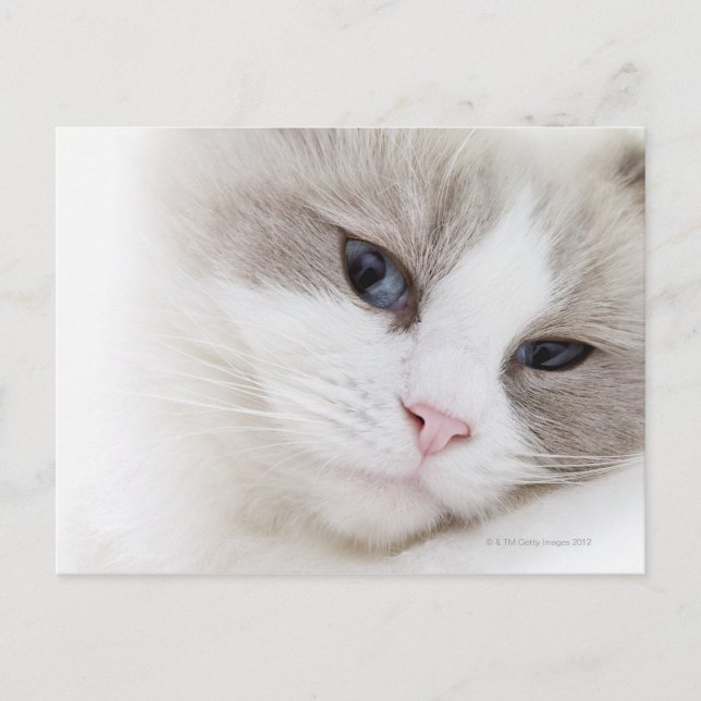 Ragdoll cat postcard (Front)