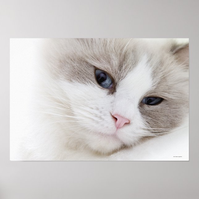 Ragdoll cat poster (Front)