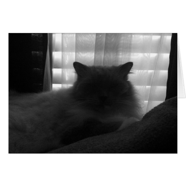 Ragdoll Cat – Watcher at Dusk - Noir (Front Horizontal)