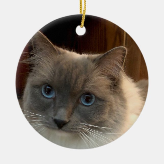 Ragdoll Cat with Blue Eyes can be personalized  Ceramic Ornament (Front)
