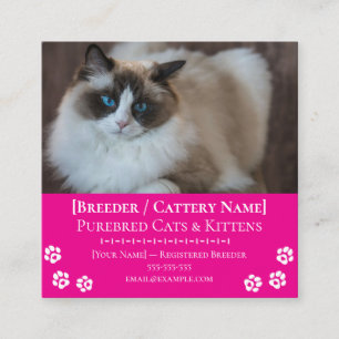 Ragdoll Cattery Customisable Cat Breeder Square Business Card