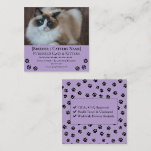 Ragdoll Cattery Customisable Cat Breeder Square Business Card