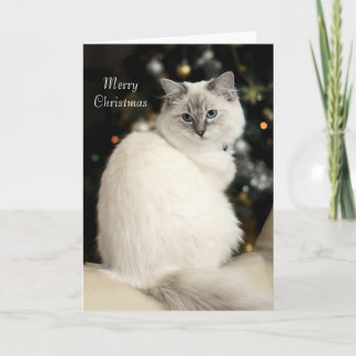 Ragdoll Christmas Card