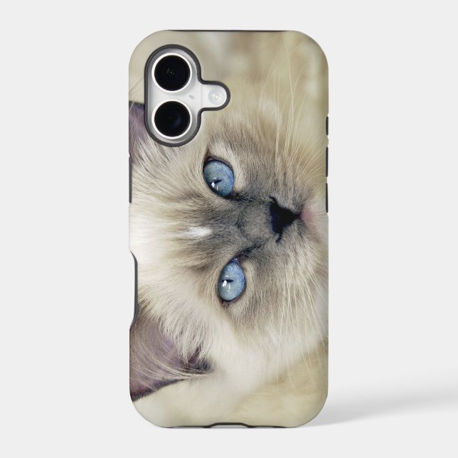 Ragdoll kitten (Back)
