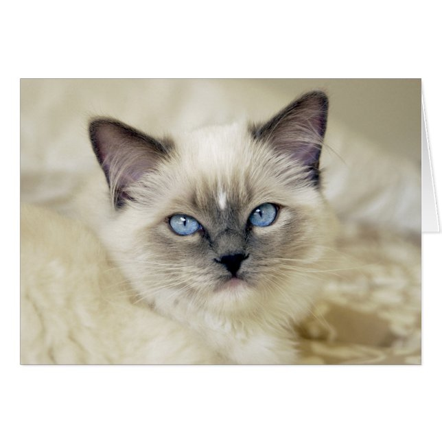 Ragdoll kitten (Front Horizontal)