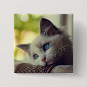 Ragdoll Kitten 15 Cm Square Badge