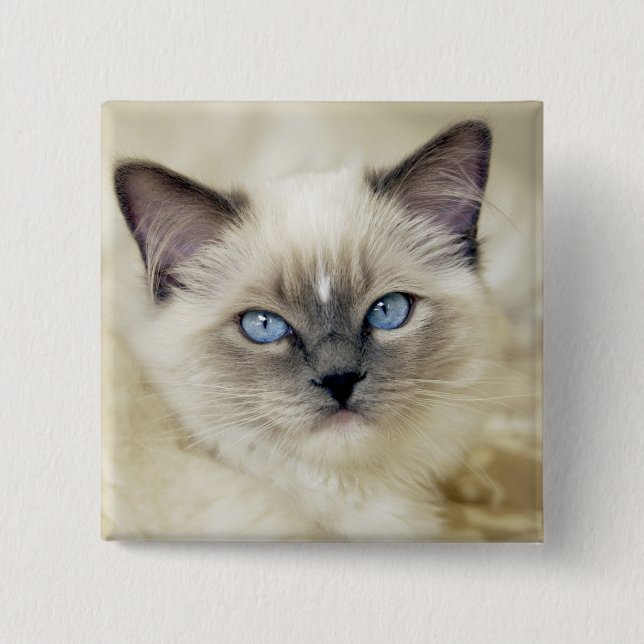 Ragdoll kitten 15 cm square badge (Front)
