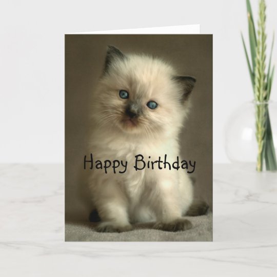 Ragdoll Kitten Birthday Card | Zazzle.com.au Ragdoll Kitten Birthday Card | Zazzle.com.au
