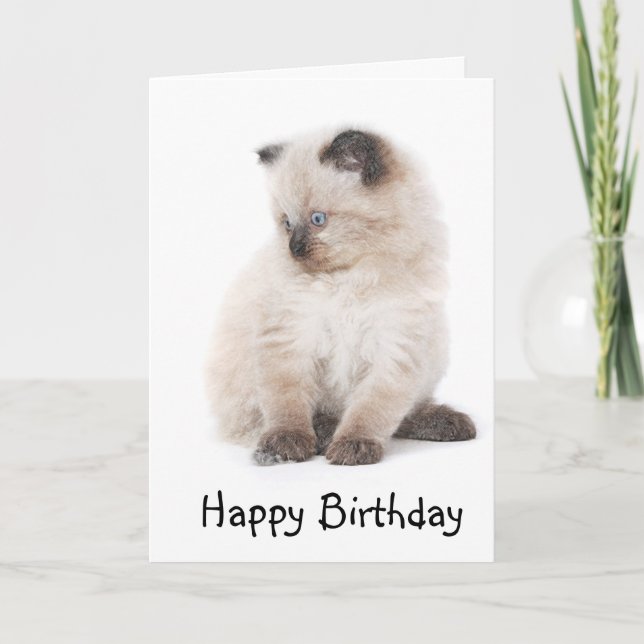 Ragdoll kitten birthday card (Front)